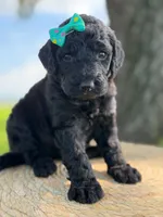 Alora- F1b Standard , a female Goldendoodle for sale in Frostproof, FL – 4 of 10