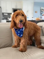 Weston- F1b Medium, a male Goldendoodle for sale in Frostproof, FL – 5 of 10
