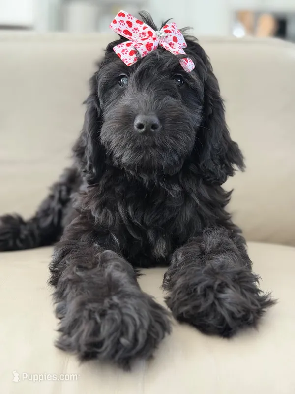 Diamond- F1 Standard – Goldendoodle puppy for sale in Frostproof, FL