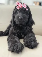 Diamond- F1 Standard, a female Goldendoodle for sale in Frostproof, FL – 1 of 10