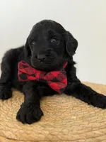 Ames- F1b Standard , a male Goldendoodle for sale in Frostproof, FL – 4 of 10