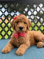 Sassy- F1b Medium , a female Goldendoodle for sale in Frostproof, FL – 10 of 10