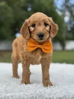 Apollo- F1 mini, a male Goldendoodle for sale in Frostproof, FL – 2 of 10