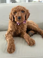 Rome- F1b Standard , a male Goldendoodle for sale in Frostproof, FL – 3 of 10