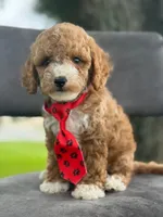 Bentley- F1bb Mini , a male Goldendoodle for sale in Frostproof, FL – 1 of 10
