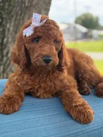Gianna- F1b Standard , a female Goldendoodle for sale in Frostproof, FL – 9 of 10