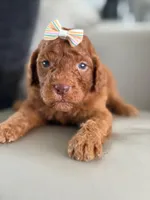 Sabrina- F1b Standard , a female Goldendoodle for sale in Frostproof, FL – 3 of 10