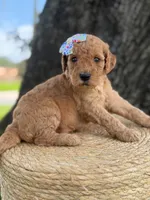 Lennon- F1b Medium , a female Goldendoodle for sale in Frostproof, FL – 5 of 10