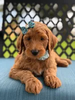 Trixie- F1b Medium , a female Goldendoodle for sale in Frostproof, FL – 10 of 10