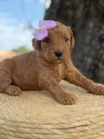 Lainey- F1b Medium , a female Goldendoodle for sale in Frostproof, FL – 9 of 10