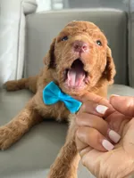 Solomon- F1b Standard , a male Goldendoodle for sale in Frostproof, FL – 3 of 10