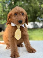 Aspen- F1 mini , a male Goldendoodle for sale in Frostproof, FL – 9 of 10