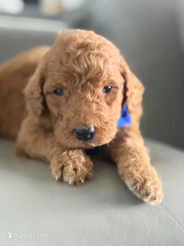 Shiloh- F1b Standard  – Goldendoodle puppy for sale in Frostproof, FL