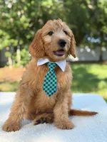 Apollo- F1 mini , a male Goldendoodle for sale in Frostproof, FL – 3 of 10