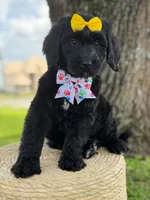 Onyx- F1 Standard , a female Goldendoodle for sale in Frostproof, FL – 3 of 10
