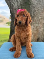 Gemma- F1b Standard , a female Goldendoodle for sale in Frostproof, FL – 7 of 10