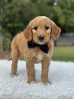 Archer- F1 Mini , a male Goldendoodle for sale in Frostproof, FL – 6 of 10