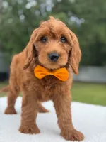 Weston- F1b Medium, a male Goldendoodle for sale in Frostproof, FL – 7 of 10