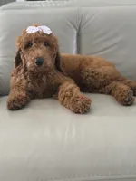 Grace-F1b standard , a female Goldendoodle for sale in Frostproof, FL – 7 of 10