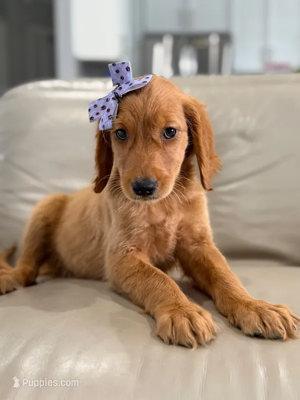 Arabella- F1 Standard 💜 – Goldendoodle puppy for sale in Frostproof, FL