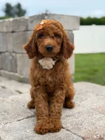 Ellie- F1b Medium, a female Goldendoodle for sale in Frostproof, FL – 9 of 10