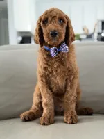 Milan- F1b standard , a male Goldendoodle for sale in Frostproof, FL – 3 of 10