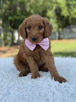 Ace- F1 mini , a male Goldendoodle for sale in Frostproof, FL – 6 of 9