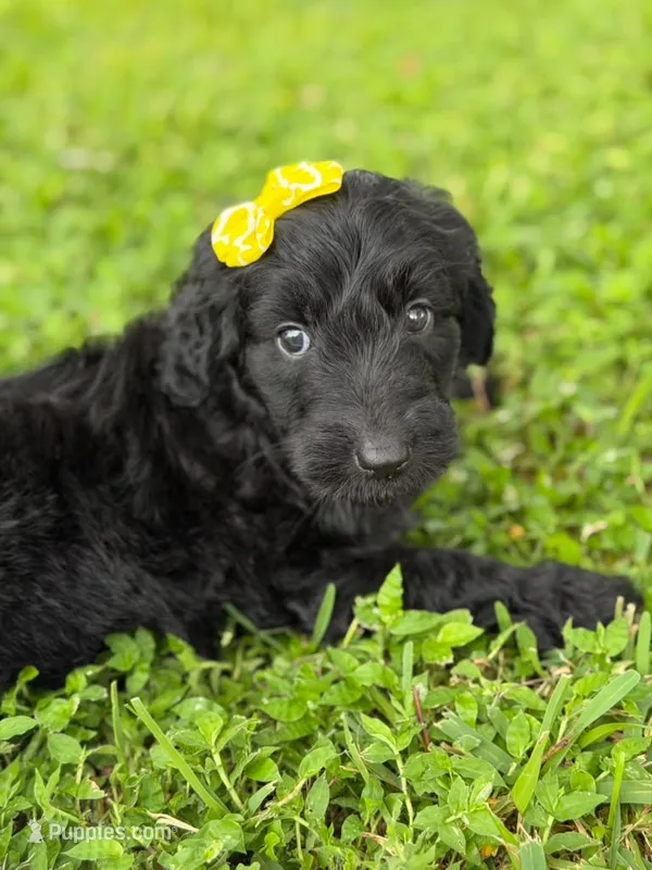 Adore- F1b Standard  – Goldendoodle puppy for sale in Frostproof, FL