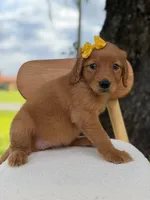 Arabella- F1 Standard 💜, a female Goldendoodle for sale in Frostproof, FL – 5 of 10