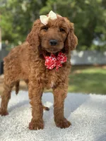 Cupcake- F1b Standard , a female Goldendoodle for sale in Frostproof, FL – 7 of 10