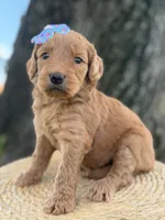 Lilah- F1b Medium, a female Goldendoodle for sale in Frostproof, FL – 10 of 10