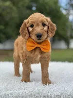 Apollo- F1 mini, a male Goldendoodle for sale in Frostproof, FL – 3 of 10