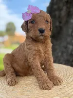Lainey- F1b Medium , a female Goldendoodle for sale in Frostproof, FL – 4 of 10