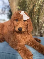 Gabriella-F1b standard , a female Goldendoodle for sale in Frostproof, FL – 4 of 10