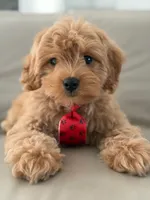 Jet- F1b Mini , a male Goldendoodle for sale in Frostproof, FL – 10 of 10