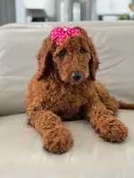 Gemma- F1b Standard , a female Goldendoodle for sale in Frostproof, FL – 2 of 10