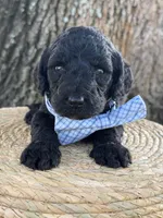 Axton- F1b Standard , a male Goldendoodle for sale in Frostproof, FL – 4 of 10