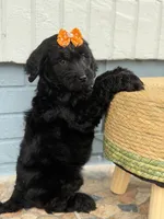 Opal- F1 Standard , a female Goldendoodle for sale in Frostproof, FL – 10 of 10