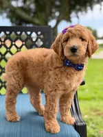 Dolly- F1b Medium , a female Goldendoodle for sale in Frostproof, FL – 7 of 10