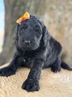 Adore- F1b Standard , a female Goldendoodle for sale in Frostproof, FL – 6 of 10