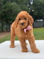 Maverick- F1b Standard , a male Goldendoodle for sale in Frostproof, FL – 7 of 9