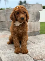 Ellie- F1b Medium, a female Goldendoodle for sale in Frostproof, FL – 2 of 10