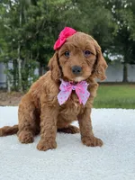 Tiana- F1b Mini , a female Goldendoodle for sale in Frostproof, FL – 9 of 9