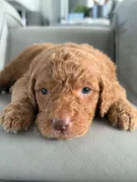 Solomon- F1b Standard , a male Goldendoodle for sale in Frostproof, FL – 4 of 10