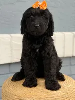 Opal- F1 Standard , a female Goldendoodle for sale in Frostproof, FL – 5 of 10