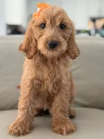 Lilah- F1b Medium, a female Goldendoodle for sale in Frostproof, FL – 7 of 10