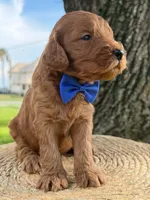 Luca- F1b Medium , a male Goldendoodle for sale in Frostproof, FL – 3 of 10