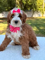 Collette- F1b mini , a female Goldendoodle for sale in Frostproof, FL – Photo 2 of 10