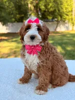 Collette- F1b mini , a female Goldendoodle for sale in Frostproof, FL – Photo 10 of 10