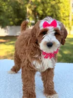 Collette- F1b mini , a female Goldendoodle for sale in Frostproof, FL – Photo 8 of 10